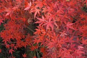 Ｊｕｎのショット。