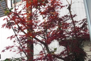 我が家の紅葉です・・