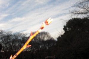 梅の蕾もふくらんで。。。