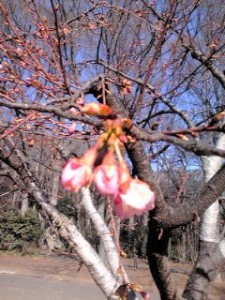 桜です・・・・