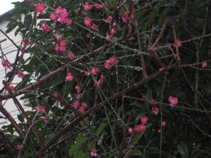 我が家の庭にも・・・