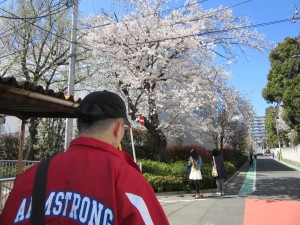 桜を見ながら歩け歩け・・